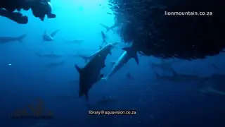 Divers filming Sardine ball swimming underwater in ocean with Cape Gannets fishing and.