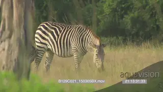 A zebra foal walking with the mother grazing PAN