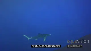 Blue Shark swimming underwater in ocean WS HAND