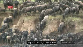 Blue Wildebeest herd migrating running from bushveld and cliff into river XWS ZI LWS HAND.