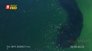 Sardine Run shoal, gather, travelling, migrating and protecting themselves from a colony.