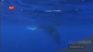 Humpback whale calf swimming around UW