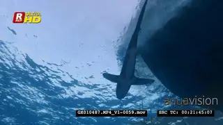 Close up shot of a ocean whitetip shark swimming above the camera past a boat