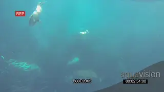 Common Dolphins Cape Gannets African Penguins Dusky sharks swimming around Sardine.