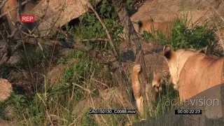African Lioness standing on bushveld and cubs moving around MLS HAND