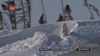 Polar Bear cub emerging out of winter den scouting around investigating area playing with.