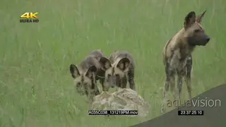 African wild dog pack patrolling through bushes hunting investigating carcass skull SLOW.