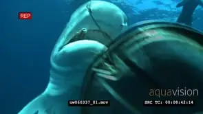 Tiger Shark with Remora Fish swimming underwater in ocean passing by camera then biting.