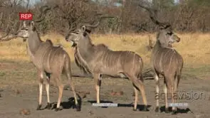 Three kudu bulls GENERAL BEHAVIOUR