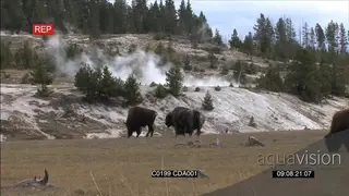 A herd of American Bison standing, walking and grazing GENERAL BEHAVIOUR