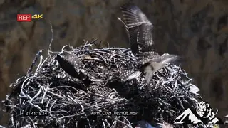 Juvenile Ospreys standing in a nest flapping wings flying and landing HA MLS TU TD