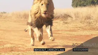 Male African lion charge prey SLOW MOTION
