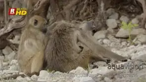 Three adult Chacma baboon sitting, looking up and grooming, MCU;DAY