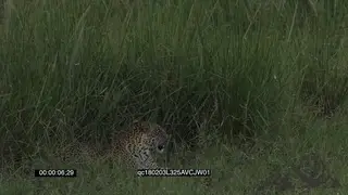 Leopard Laying Down in long thick Reeds Stalking GENERAL BEHAVIOUR
