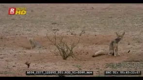 A wet parent cape fox and her juvenile cape fox out of their burrows after the rain storm