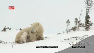 Polar bear cubs playing around mother resting trying to sleep