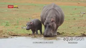 Hippo mother and baby hippo entering water
