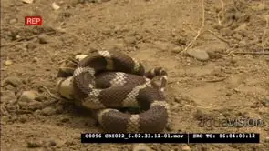 California Kingsnake catch and kills small diamondback rattlesnake