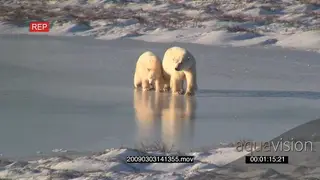 Polar bear followed by youngster patrolling hunting over frozen lake