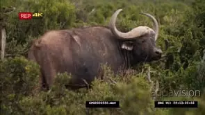 Cape Buffalo Grazing in the Bush MWS