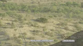 Aerial Mashatu African elephant herd with calfs walking running through bushes