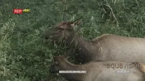 Elk and calk standing on riverbank grazing on bushes MLS