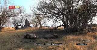 Two male lions rest in the shade of a bush one rolling