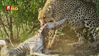 Adult Cheetah dragging its hunted Zebra carcass on a tree shade and looking around.