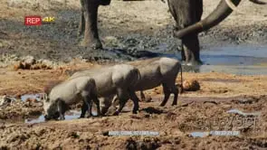 Warthog family drinking water with the elephant in the background splashing water on its.