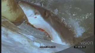 Great White Shark feeding on a whale carcass in ocean FILM MCU SLOW