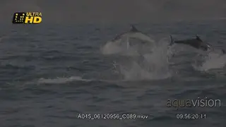 A pod of energetic Common Dolphin breaching, jumping and leaping above the water surface.