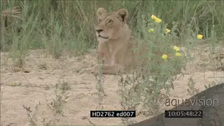 Lion pride laying down on riverbank looking at camera MS PAN