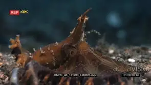Close up side view of a Wonderspus octopus Wonderpus photogenicus on the sea sand