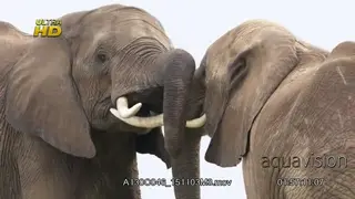 Courtship display of two African Elephant rubbing their bodies on each other and wrap.