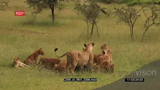 Lion Pride attack and takedown Wildebeest