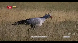 close up shot of secretary bird, sagittarius serpentarius hunting in the long grass and.