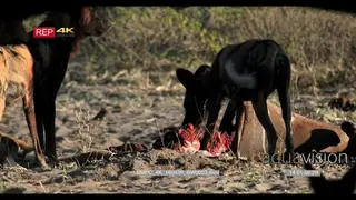 A Pack of Wild dogs feeding on the Kudu Kill MWS