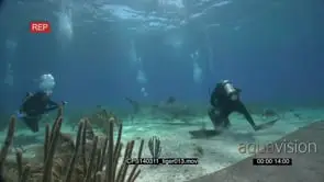 Tiger Sharks swimming between Scuba Divers UW