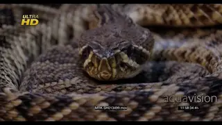 Western diamondback rattlesnake looking towards the camera and trying to locate its prey.