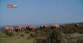 A Herd African Elephants Grazing WS