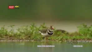Three banded plover searching for food and scratching