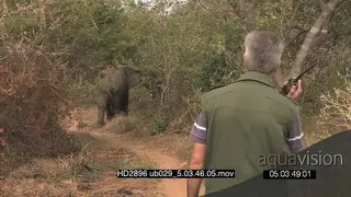 Ranger talking on walkie-talkie facing African elephant in the distance 2shot