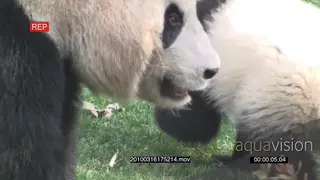 Adult Giant Panda bear sitting and feeding on a fruit and Giant Panda bear cub walking.