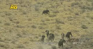 Herd of African Elephant running around Makgadikgadi, Okavango Kalahari.