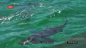Nurse Sharks swimming in ocean out of the blue MLS HAND SLOWMO