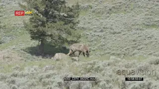 Gray wolf walking around sniffing WS PROFILE