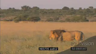 Male lion patrolling territory on Kalahari grassland at sunset.
