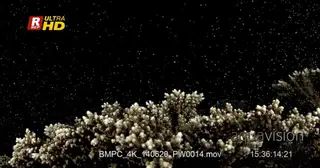 A Staghorn Coral, Acropora spp, sporing at night time. MS.