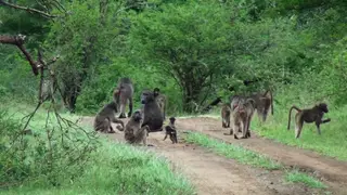 Chacma Baboon troop walking on bushveld and others carrying babies WS