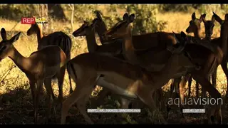 A Herd of Impalas standing and playing under the tree shade